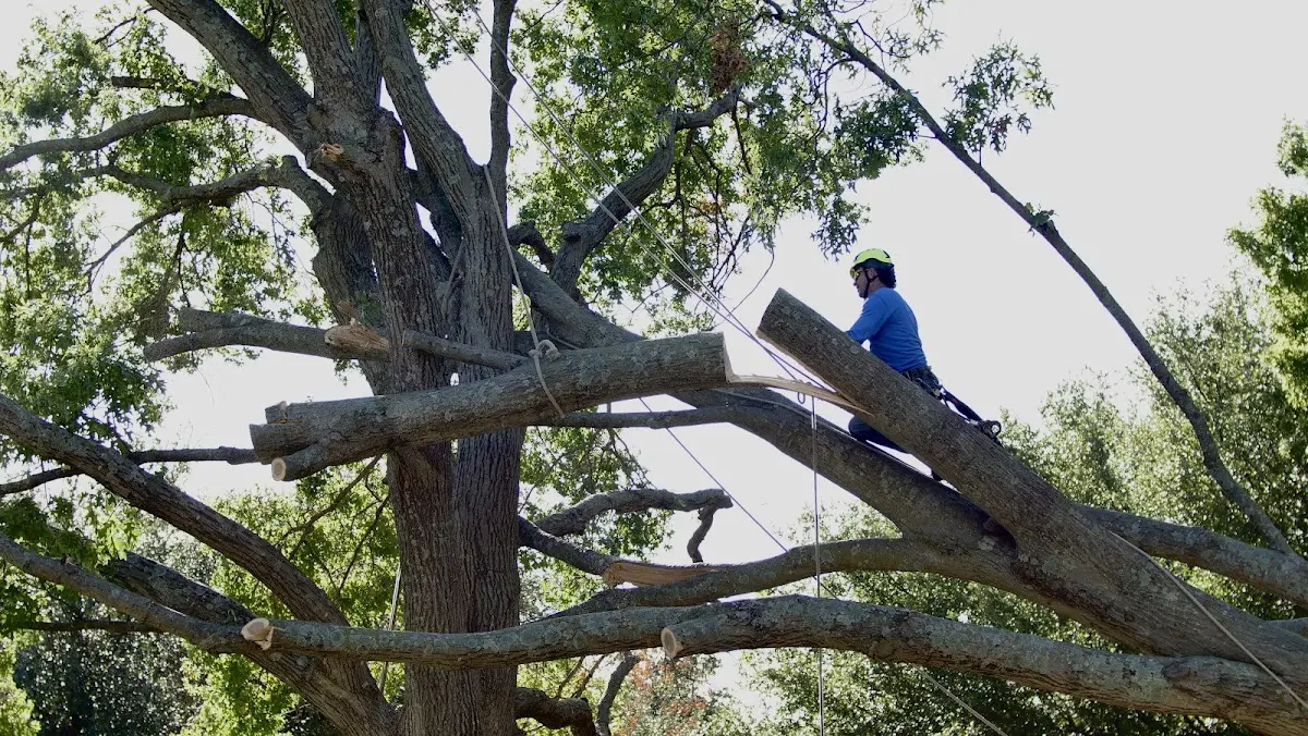 Professional Hazardous Tree Removal performed by certified arborists in Yellow Jacket