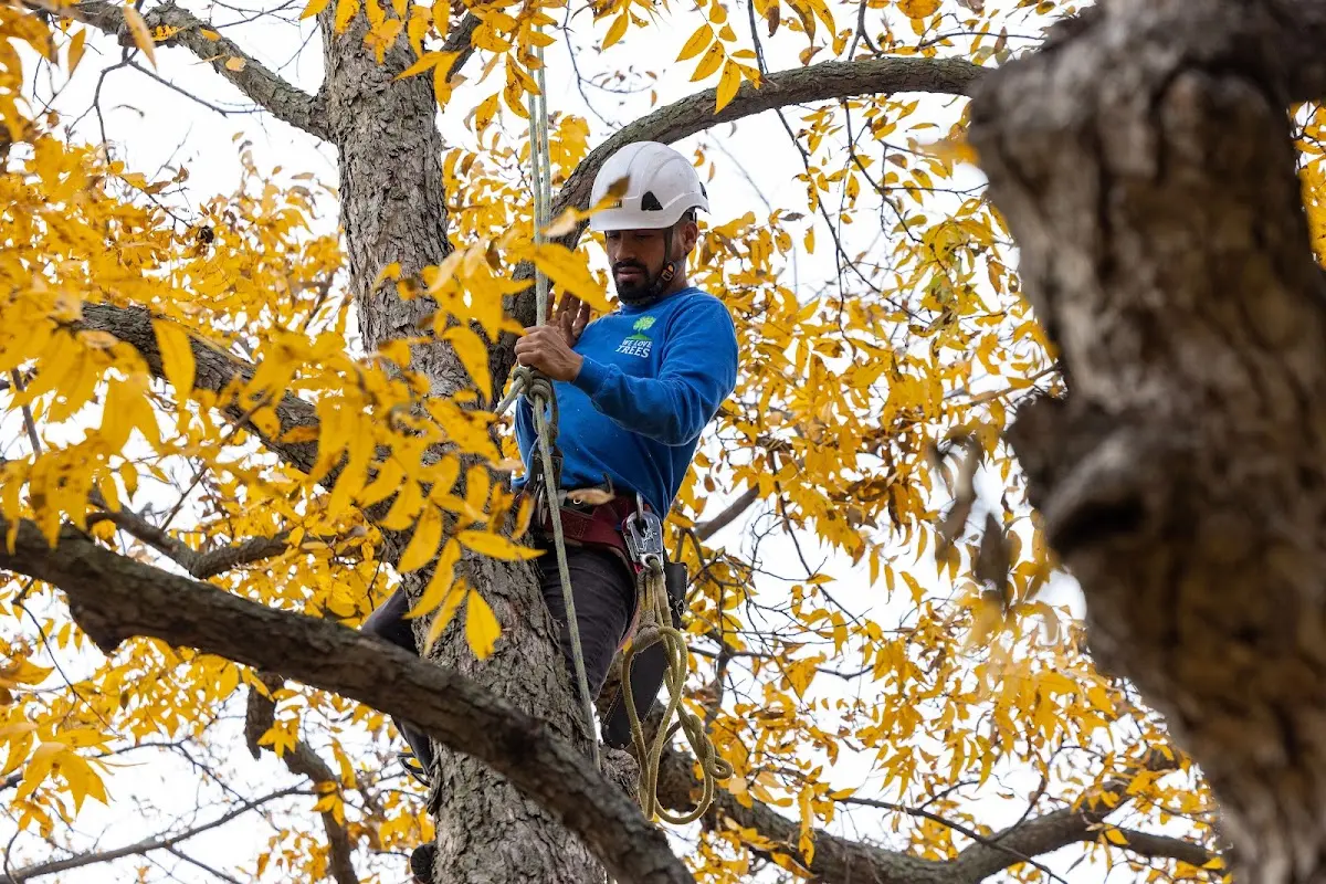 Skilled Tree Planting crew working in Yellow Jacket